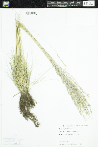 Festuca saximontana image