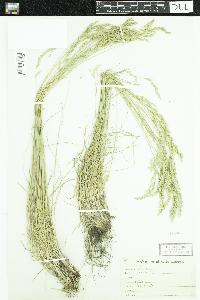 Festuca saximontana image