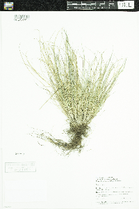 Festuca saximontana image