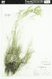 Festuca saximontana image