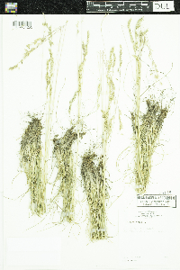 Festuca saximontana image