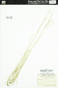 Festuca saximontana image