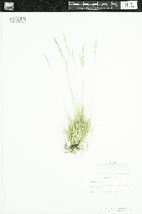 Festuca saximontana image