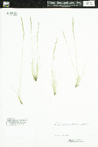Festuca saximontana image