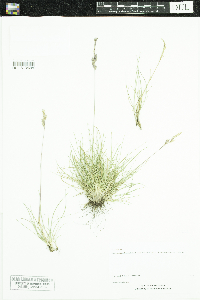 Festuca saximontana image