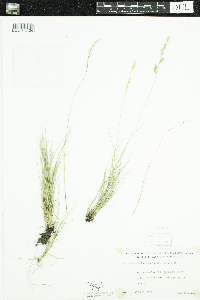 Festuca saximontana image