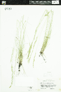 Festuca saximontana image