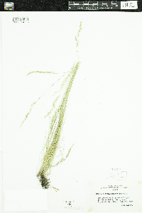 Festuca saximontana image