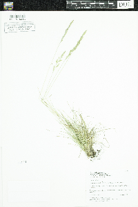 Festuca saximontana image