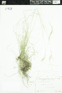 Festuca saximontana image