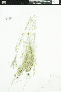 Festuca saximontana image