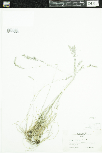 Festuca saximontana image