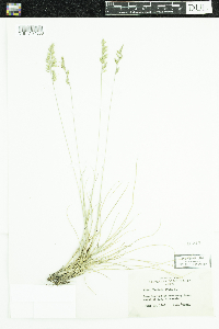 Festuca saximontana image
