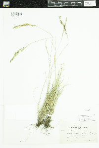 Festuca saximontana image