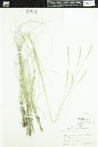 Festuca saximontana image