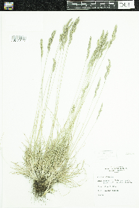 Festuca saximontana image