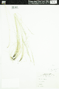 Festuca saximontana image