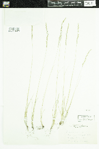 Festuca saximontana image