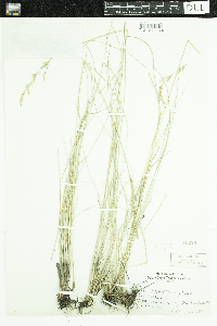 Festuca paradoxa image