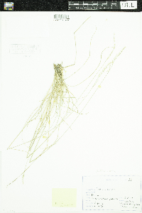 Festuca rubra image