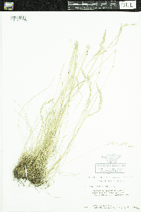 Festuca rubra image