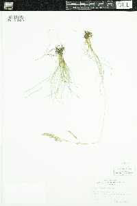 Festuca rubra image