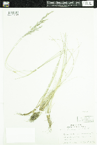 Festuca rubra image