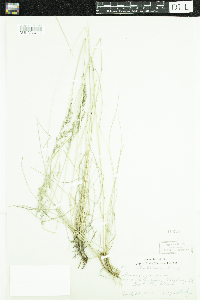 Festuca rubra image