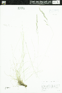 Festuca rubra image