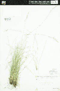 Festuca rubra image