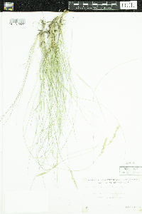 Festuca rubra image