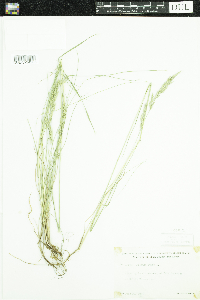 Festuca rubra image