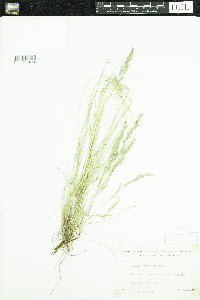 Festuca rubra image