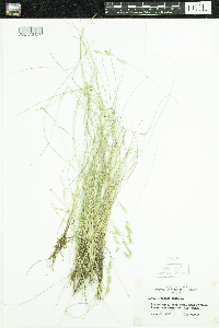 Festuca rubra image