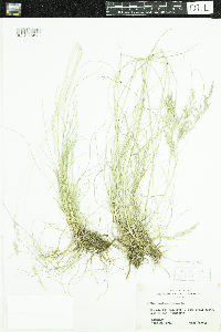 Festuca rubra image