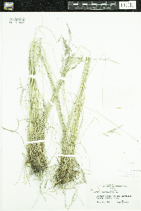 Festuca rubra image