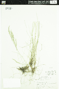 Festuca rubra image