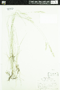 Festuca rubra image