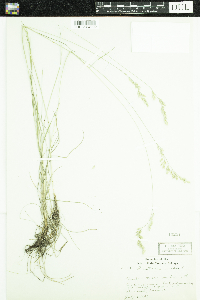 Festuca rubra image