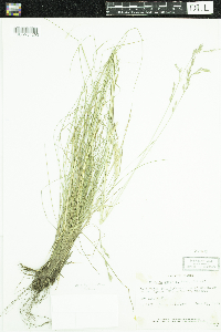 Festuca rubra image