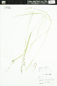 Festuca subverticillata image