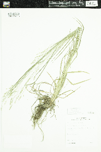 Festuca subverticillata image