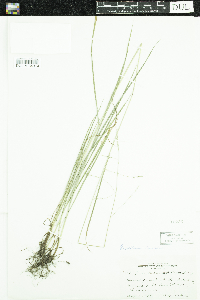 Festuca subverticillata image