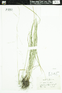 Festuca subverticillata image