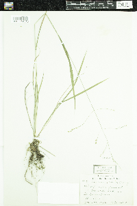 Festuca subverticillata image