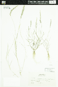 Eragrostis amabilis image