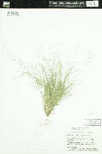 Eragrostis frankii image
