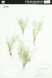 Eragrostis frankii image