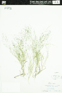 Eragrostis frankii image