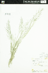 Eragrostis frankii image